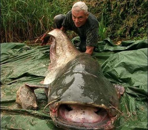盤點世界上神秘巨型魚怪