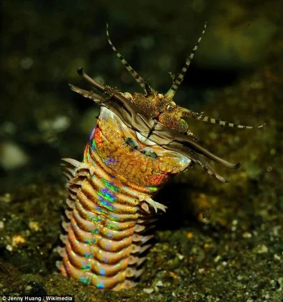 彩虹色的Eunice aphroditois，长有锋利的下颚，能将诱捕的猎物瞬间斩为两段。
