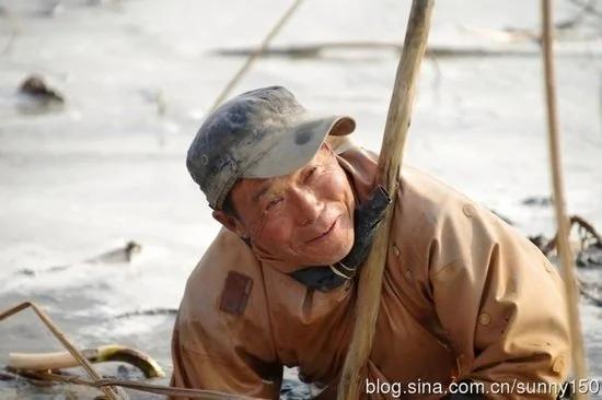 实拍陕西渭河滩上挖藕人原来藕是这样挖出来的(组图)