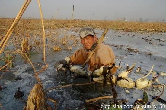 实拍陕西渭河滩上挖藕人原来藕是这样挖出来的(组图)