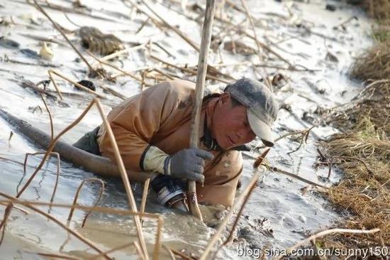 实拍陕西渭河滩上挖藕人原来藕是这样挖出来的(组图)