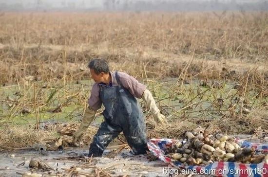 实拍陕西渭河滩上挖藕人原来藕是这样挖出来的(组图)