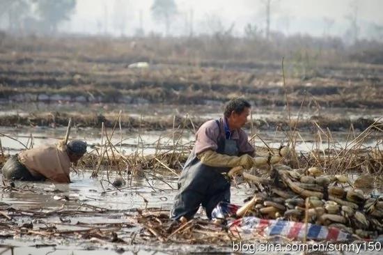 实拍陕西渭河滩上挖藕人原来藕是这样挖出来的(组图)