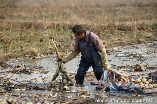 实拍陕西渭河滩上挖藕人原来藕是这样挖出来的(组图)