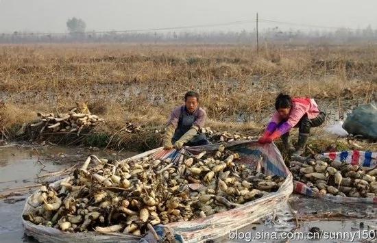 实拍陕西渭河滩上挖藕人原来藕是这样挖出来的(组图)