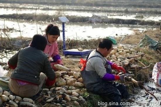实拍陕西渭河滩上挖藕人原来藕是这样挖出来的(组图)