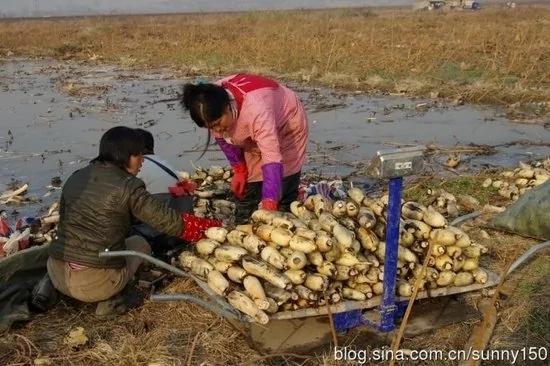 实拍陕西渭河滩上挖藕人原来藕是这样挖出来的(组图)