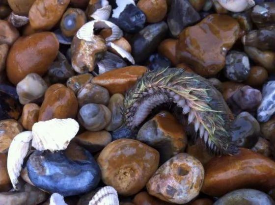 英国海滩发现奇特海毛虫：厚皮毛颜色亮丽(组图)