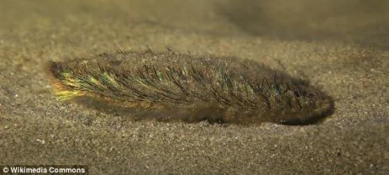 英国海滩发现奇特海毛虫：厚皮毛颜色亮丽(组图)