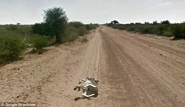 谷歌街景图惹争议拍摄车被疑撞倒野驴费力辩解(组图)