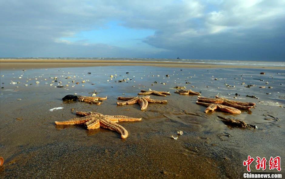 4000只海星搁浅英国海滩绵延数百米全部死亡(高清组图)
