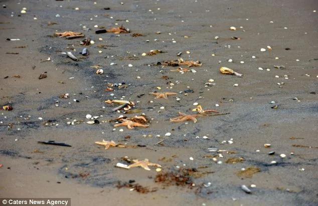 4000只海星搁浅英国海滩绵延数百米全部死亡(高清组图)