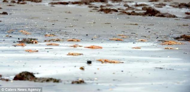 4000只海星搁浅英国海滩绵延数百米全部死亡(高清组图)