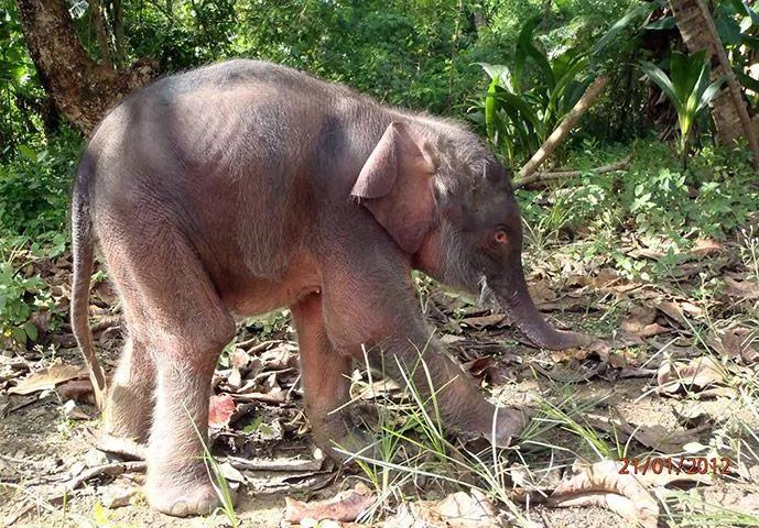 马来西亚14头婆罗洲侏儒象疑似被毒杀全球仅存1500头(图)