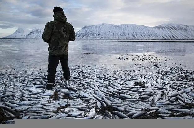 冰岛海湾近3万吨鲱鱼离奇死亡损失上亿元(高清组图)