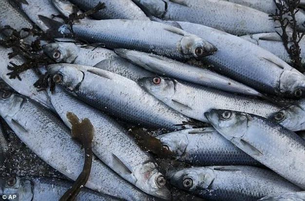 冰岛海湾近3万吨鲱鱼离奇死亡损失上亿元(高清组图)
