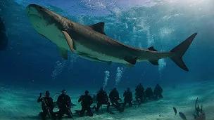 鲨鱼潜水旅游