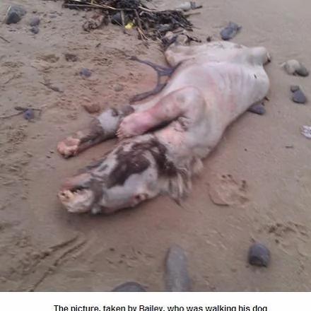 滕比南滩上发现的怪兽尸体(网页截图)
