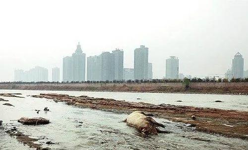 陝西咸陽渭河出現死豬