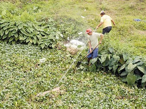 廣東鶴山昆南河成死豬「水葬」地