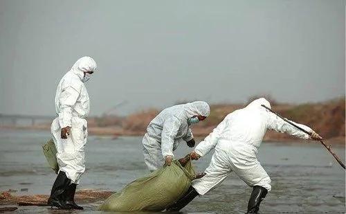 陝西咸陽渭河出現死豬