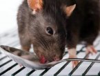 BBC：羊头鼠肉——闻食色变怎么办？组图