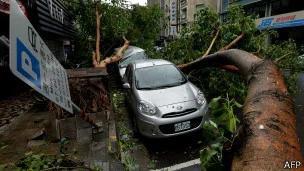 台北市一些地方不少大树被强风吹断