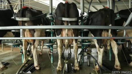 新西兰南岛达菲尔德某农场内奶牛在车间接受挤奶（资料图片）