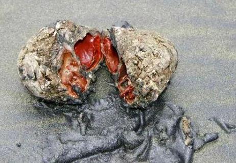 秘鲁惊现怪异海洋生物雌雄同体外表似岩石