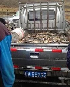 Dead-fish-carried-from-polluted-river-water-due-to-Mine-Waste-Pollution.jpg