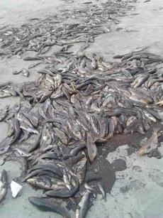 Large-numbers-of-fish-found-dead-due-to-water-pollution.jpg