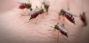 WHO：疟疾出现抗药性亚太各国应注意