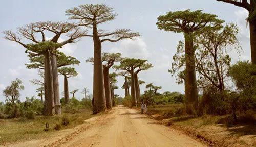 全球10大最奇偉的樹木－知識365