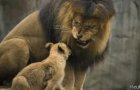 哥本哈根动物园处决狮子引起新争议