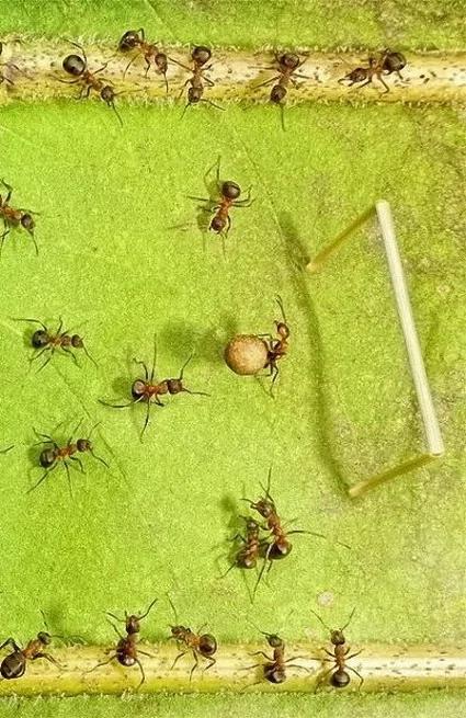 攝影師鏡頭里動物世界觀賞《螞蟻的童話生活》_圖1-2