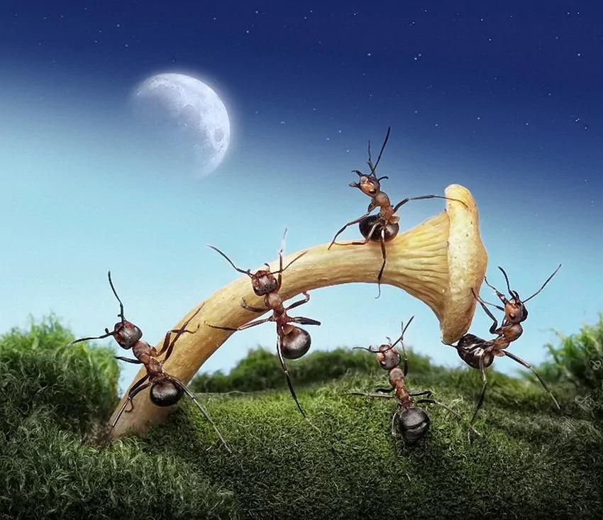 攝影師鏡頭里動物世界觀賞《螞蟻的童話生活》_圖1-1