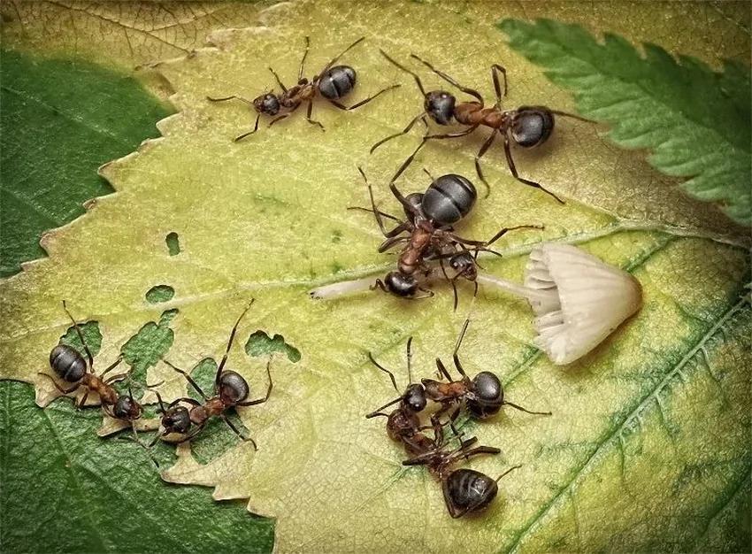 攝影師鏡頭里動物世界觀賞《螞蟻的童話生活》_圖1-3