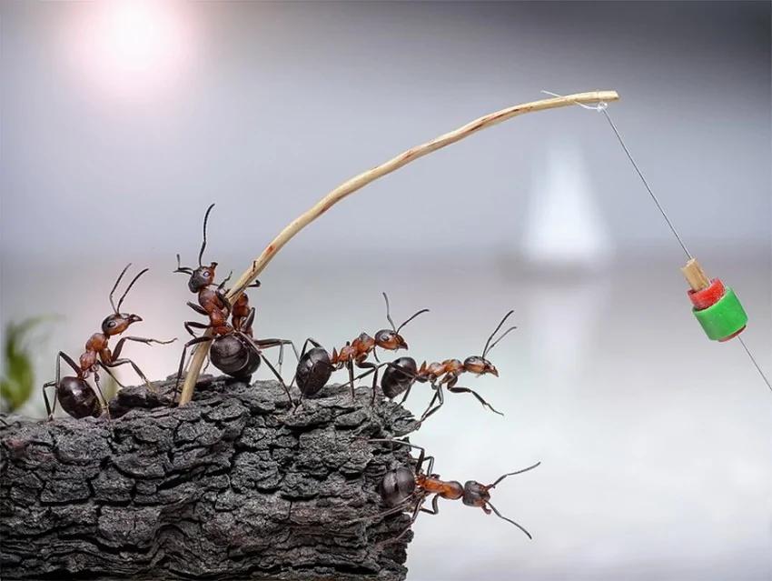 攝影師鏡頭里動物世界觀賞《螞蟻的童話生活》_圖1-4
