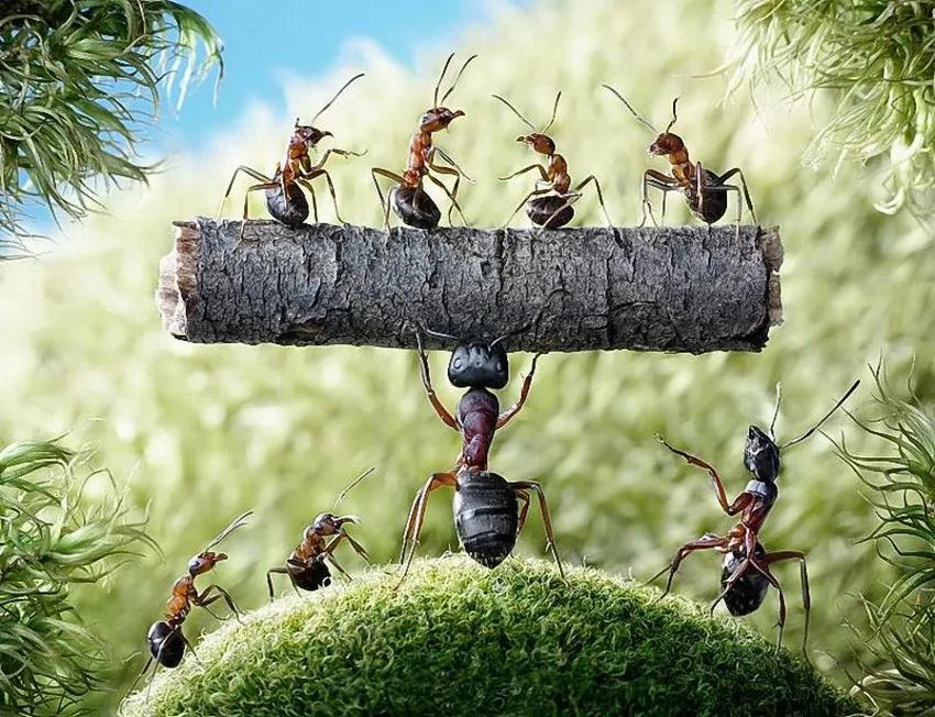 攝影師鏡頭里動物世界觀賞《螞蟻的童話生活》_圖1-5
