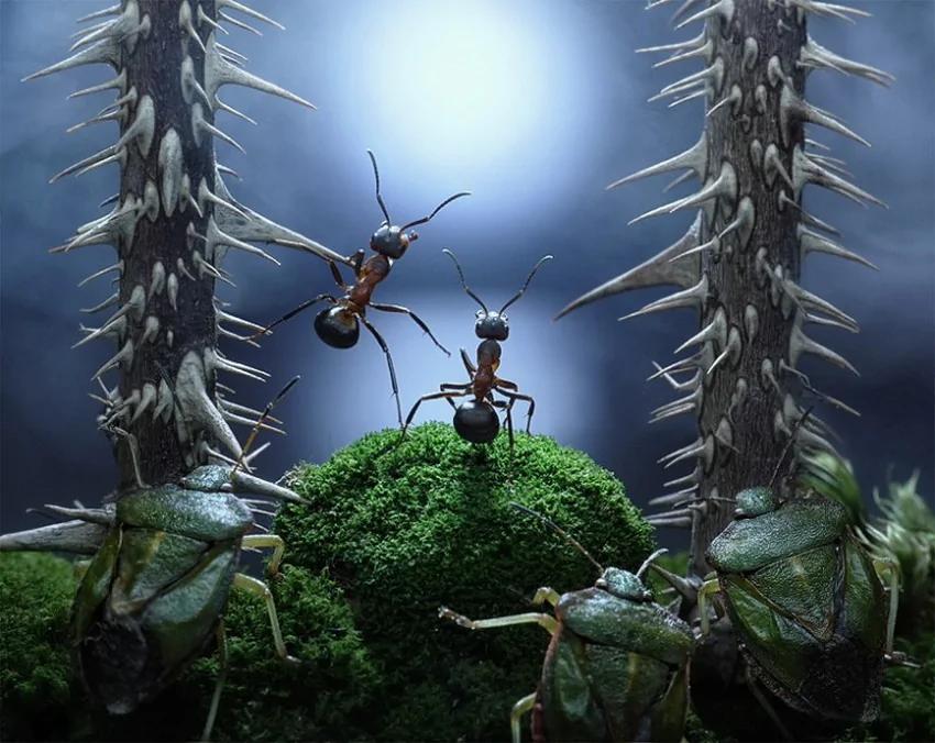 攝影師鏡頭里動物世界觀賞《螞蟻的童話生活》_圖1-7