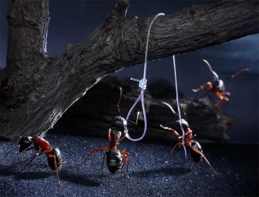 攝影師鏡頭里動物世界觀賞《螞蟻的童話生活》_圖1-8