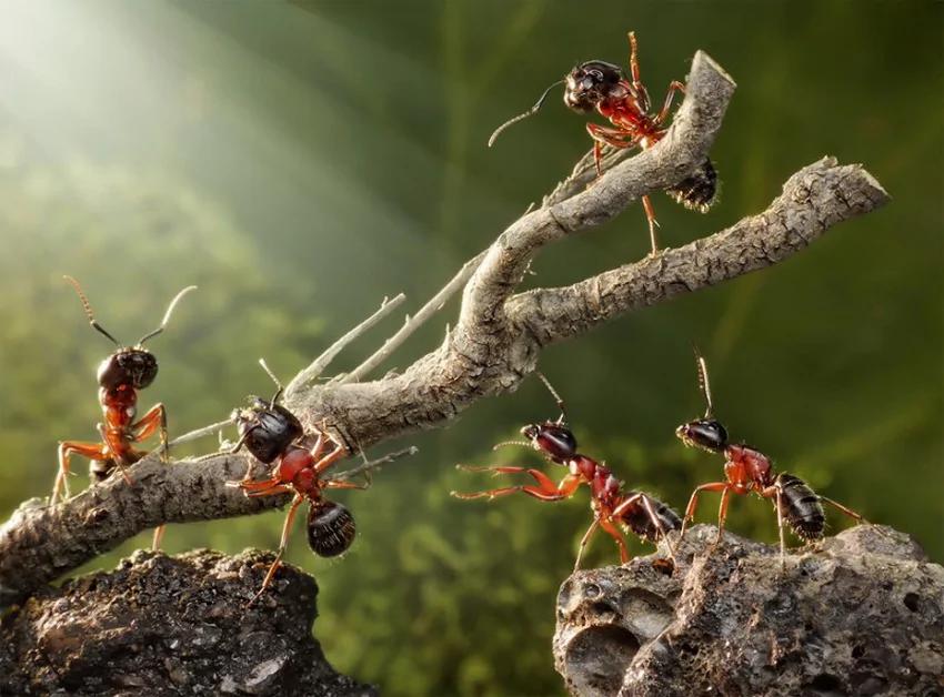 攝影師鏡頭里動物世界觀賞《螞蟻的童話生活》_圖1-10