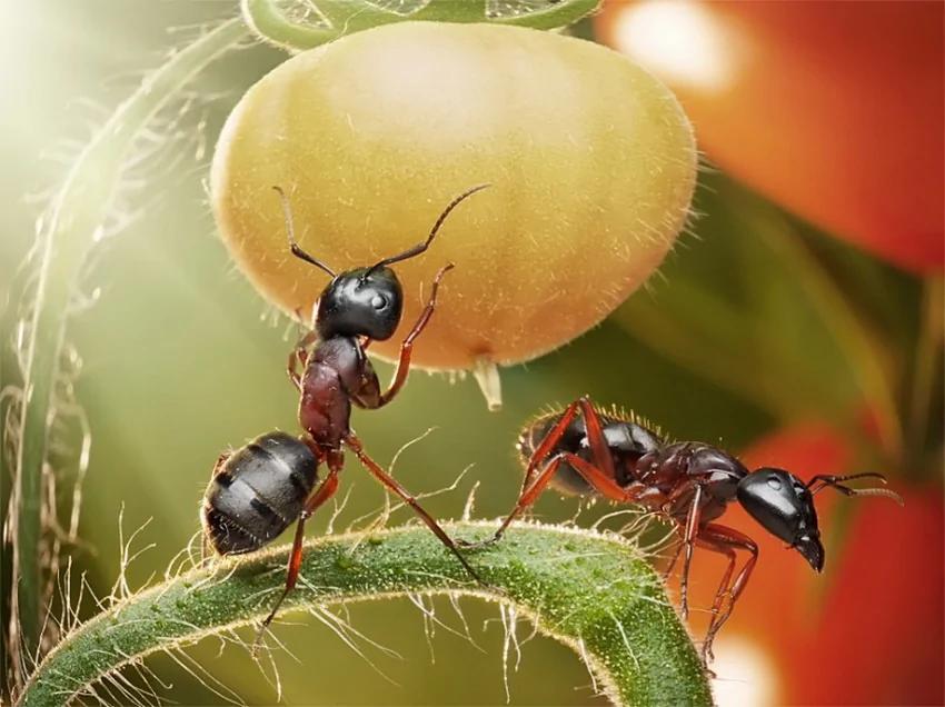 攝影師鏡頭里動物世界觀賞《螞蟻的童話生活》_圖1-9