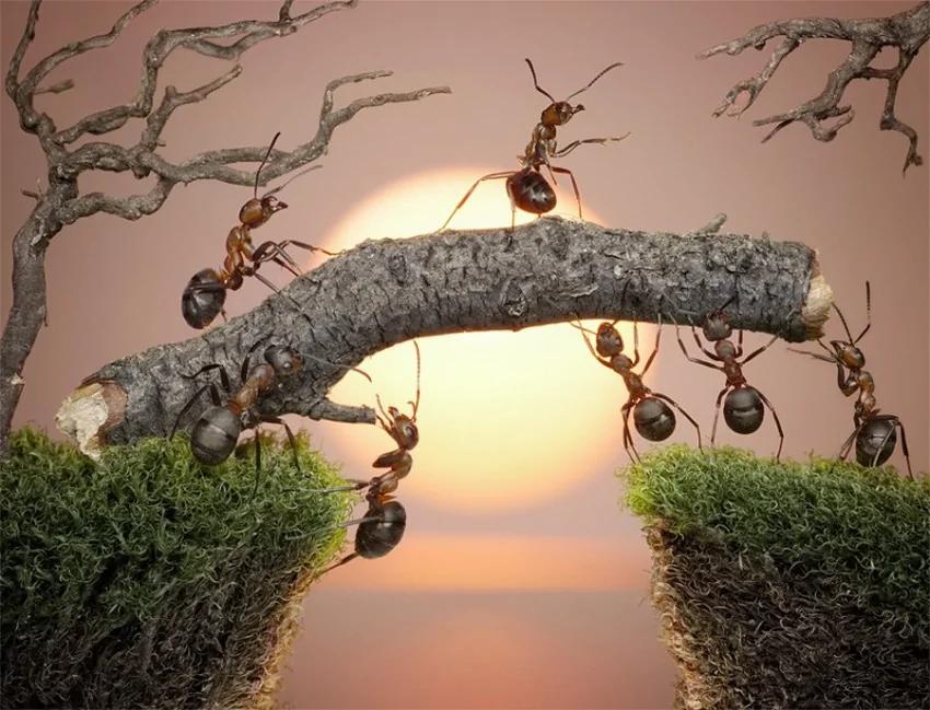 攝影師鏡頭里動物世界觀賞《螞蟻的童話生活》_圖1-12