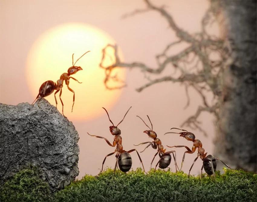 攝影師鏡頭里動物世界觀賞《螞蟻的童話生活》_圖1-13