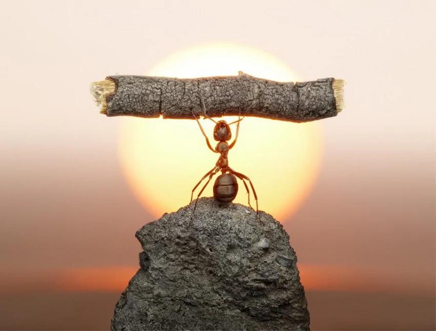 攝影師鏡頭里動物世界觀賞《螞蟻的童話生活》_圖1-14