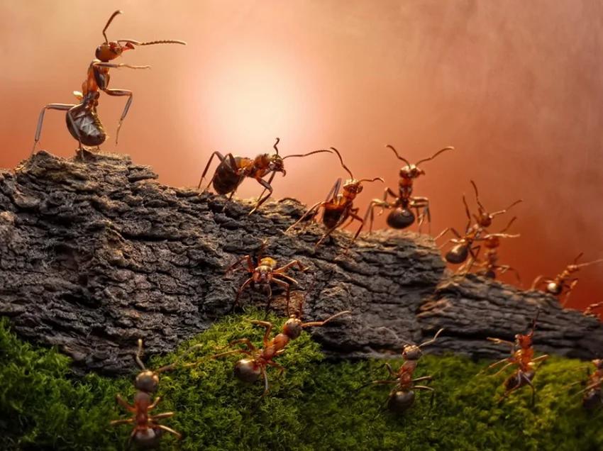 攝影師鏡頭里動物世界觀賞《螞蟻的童話生活》_圖1-15