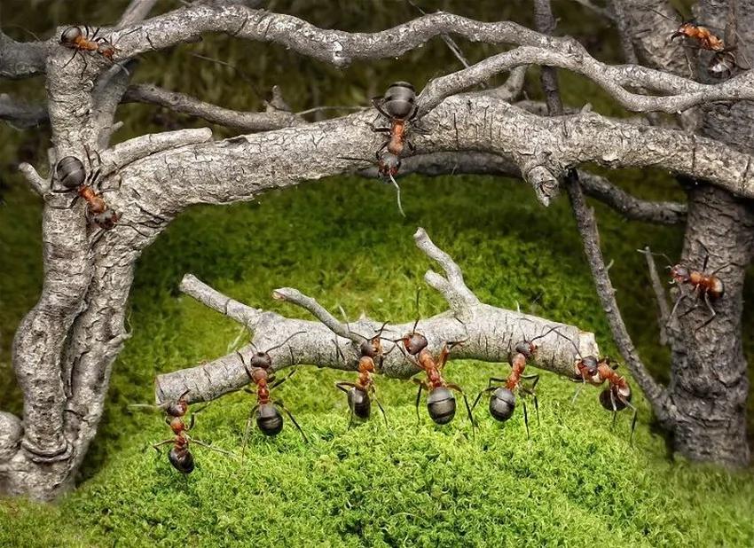 攝影師鏡頭里動物世界觀賞《螞蟻的童話生活》_圖1-18
