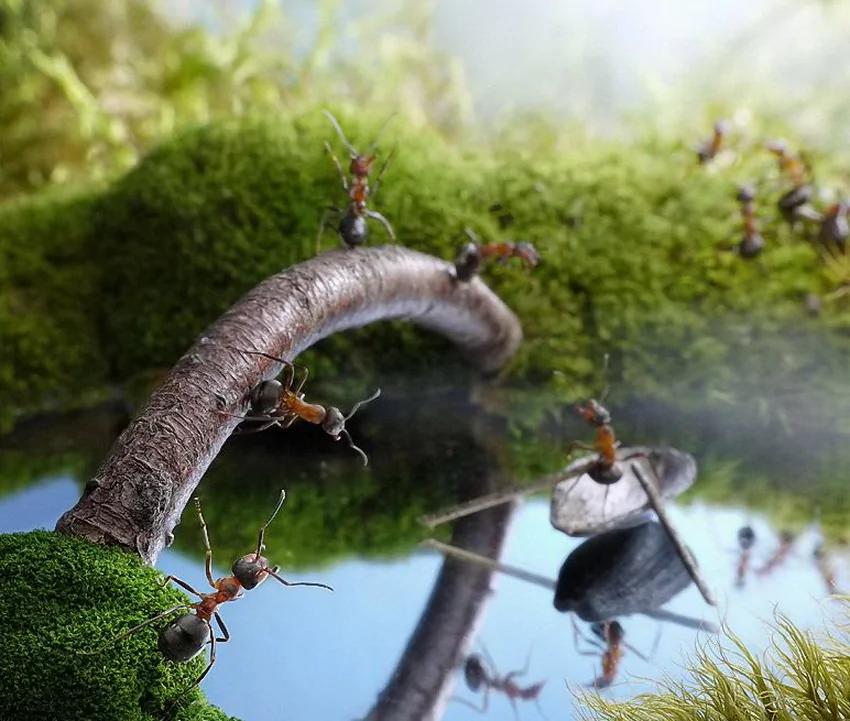 攝影師鏡頭里動物世界觀賞《螞蟻的童話生活》_圖1-20