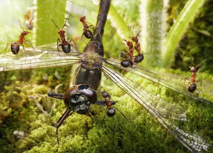 攝影師鏡頭里動物世界觀賞《螞蟻的童話生活》_圖1-19